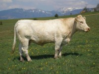 /album/eko-produkt/v-nitre-sa-na-svetovom-kongrese-stretli-chovatelia-plemena-charolais-jpg/